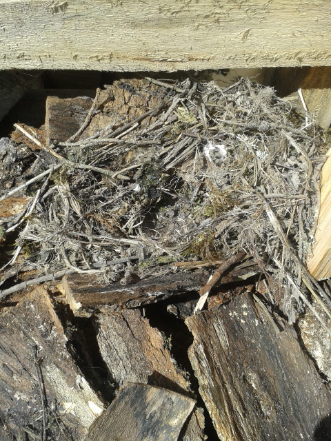 another nest in the wood store